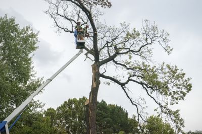 Birch Tree Removal