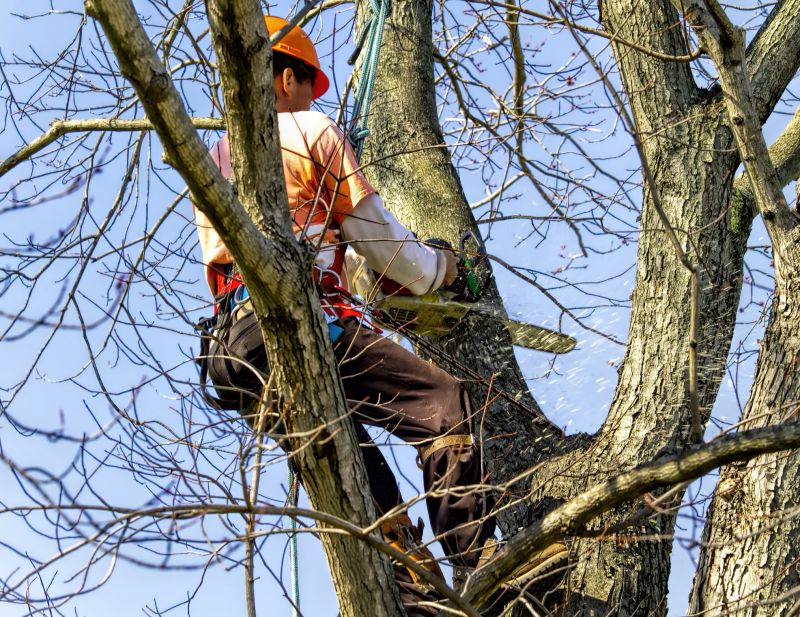 Tree Cutting in Winter