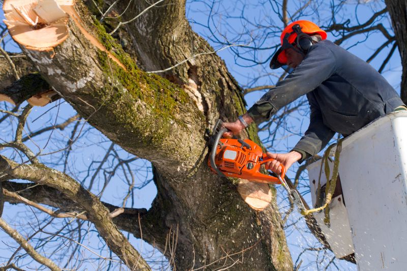 Birch Tree Removal in Progress