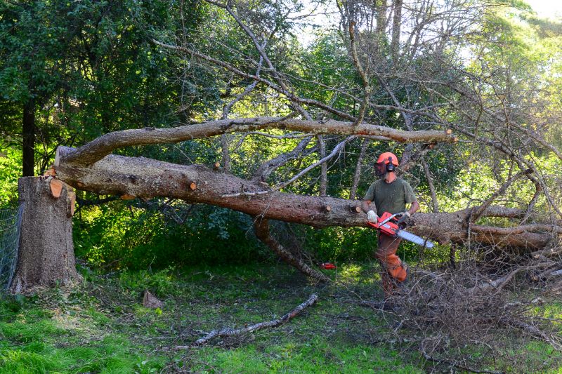 Birch Tree Removal