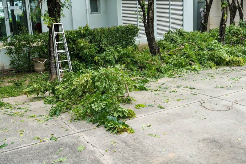Cypress Tree Removal in San Jose, CA
