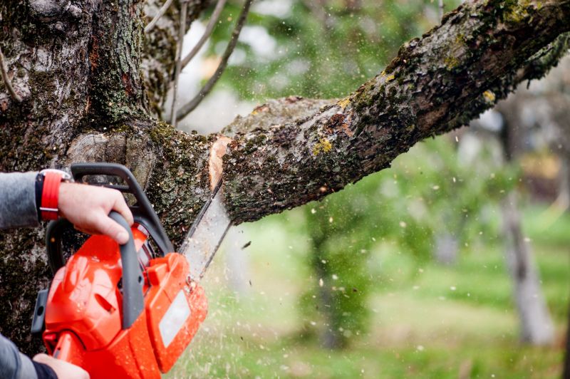Dead Branch Removal in Reno, NV