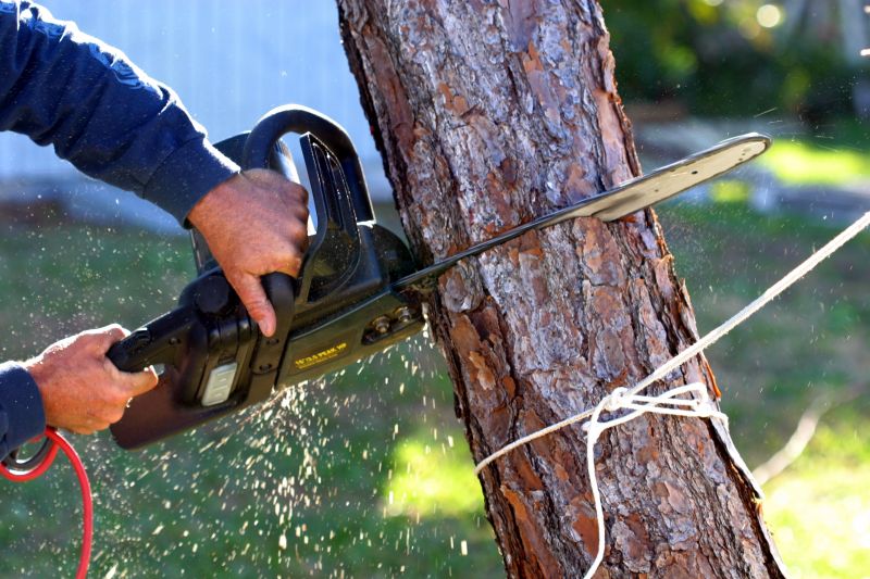 Dogwood Tree Removal in Montgomery County, PA