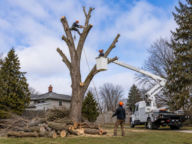 Emergency Tree Removal in Allentown, PA