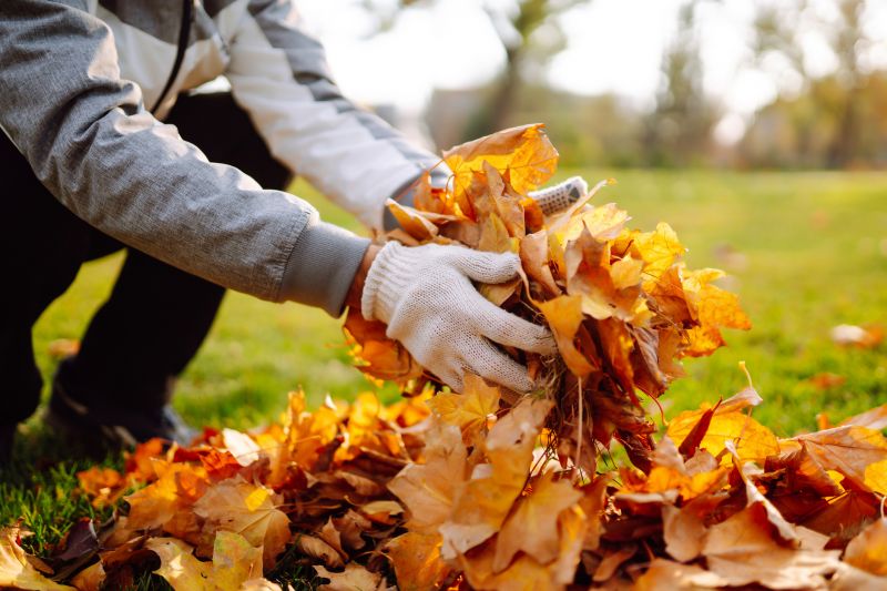 Organized Leaf Collection