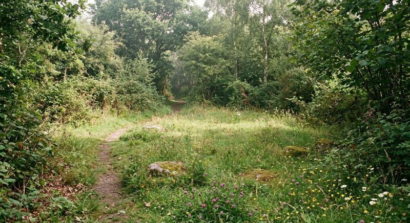 Pasture Clearing in Cumming, GA