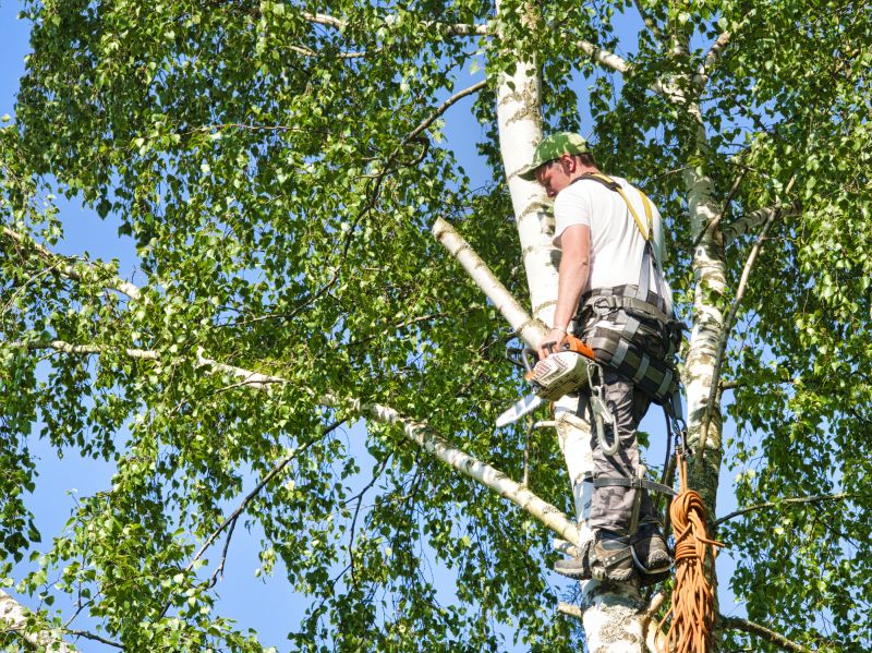 Products For Birch Tree Removals in use
