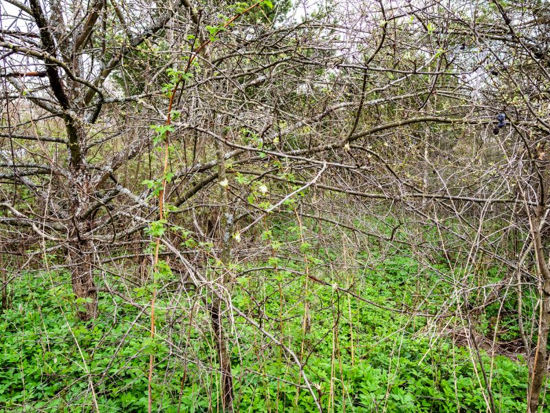 Undergrowth Removal in Cumming, GA